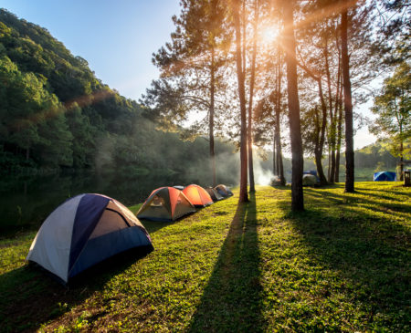 Camping in the Forest: Elemen-tree School