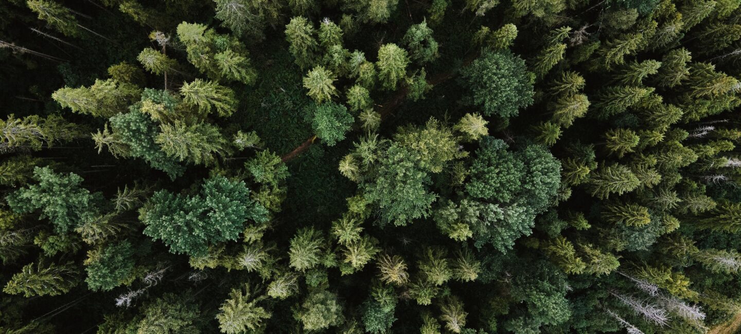 Aerial view of forest