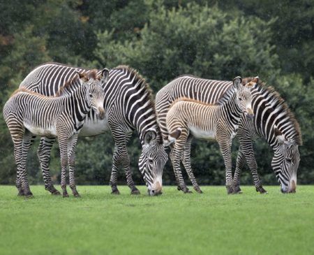 WPR Takes a Walk on the Wild Side with West Midland Safari Park