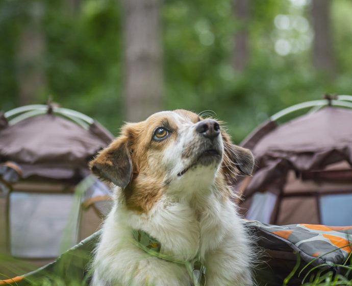 Camping In The Forest: Canine Campsite