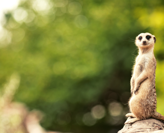 Drayton Manor: Janet The Meerkat