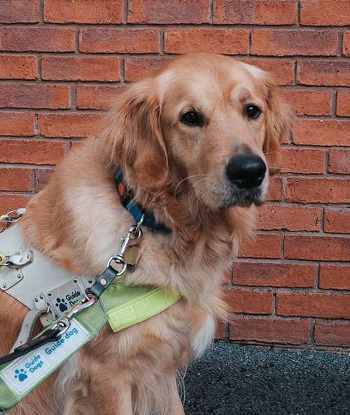 Garth - Guide Dog